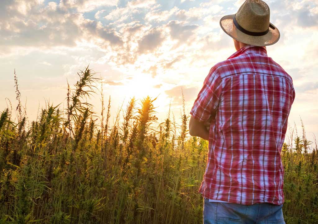 man in hemp field