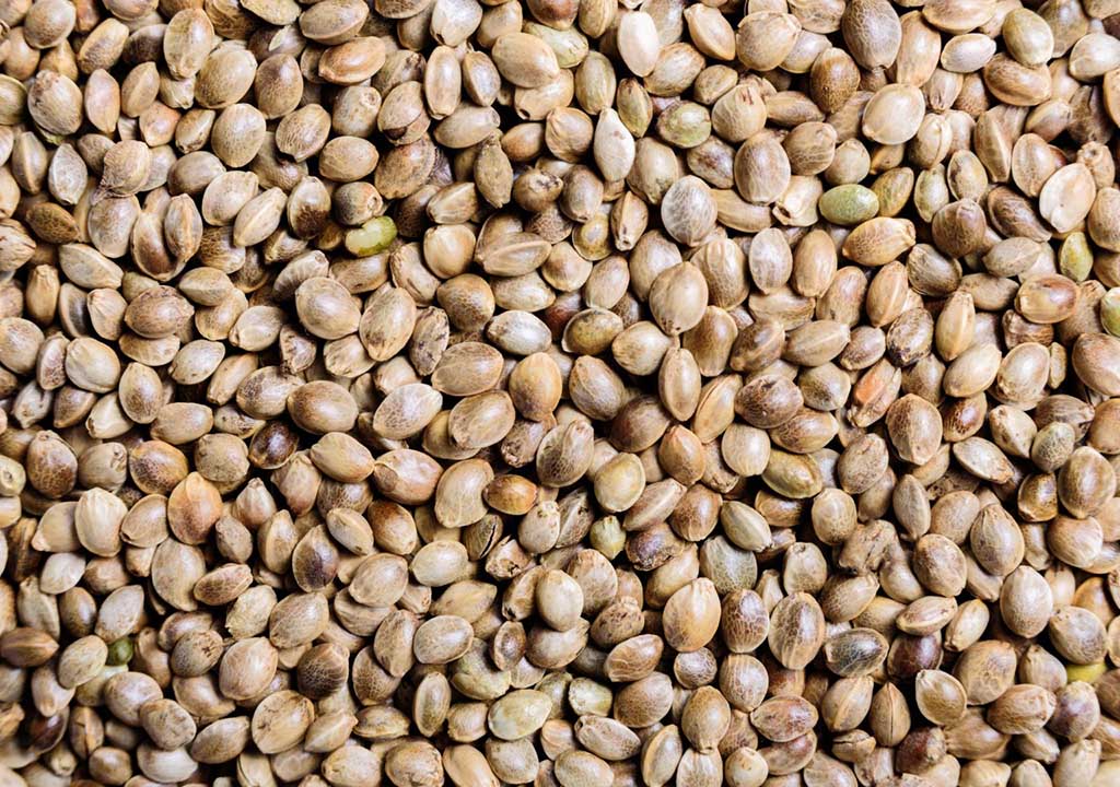 hemp seeds