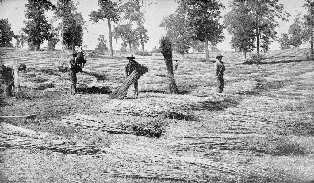 men harvesting hemp