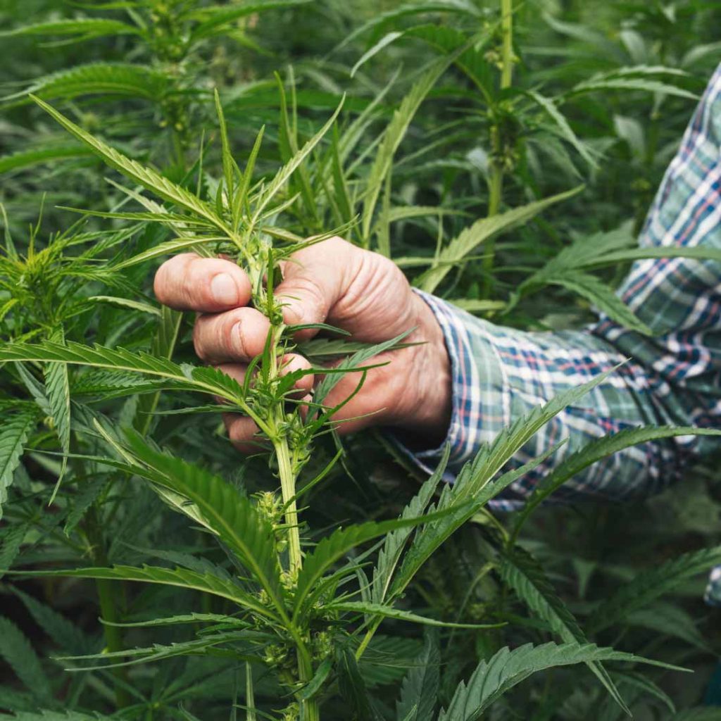 farmer holding hemp plant