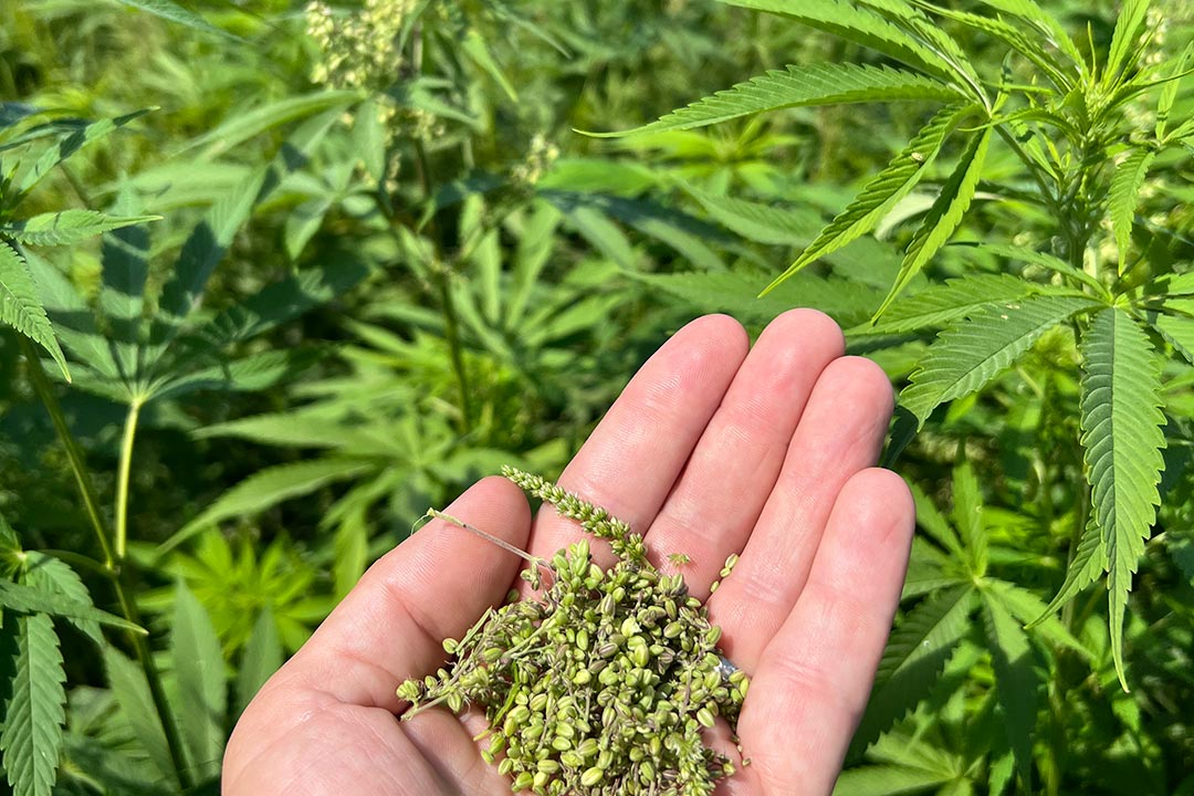 hemp grain