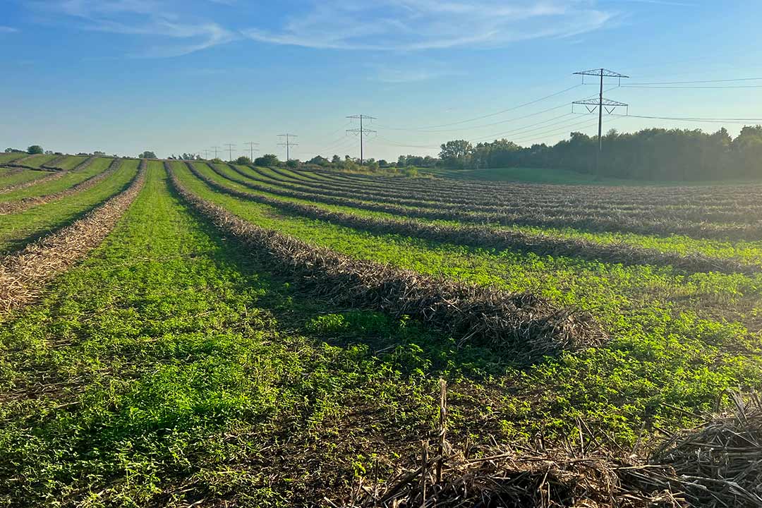 raked hemp field