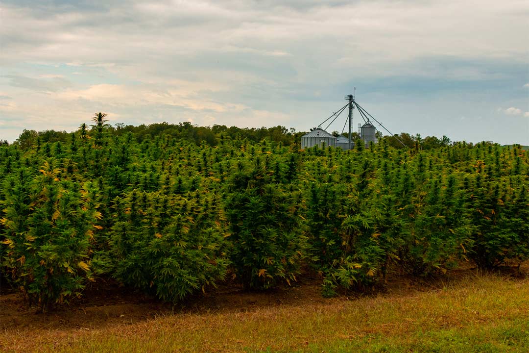 hemp farm