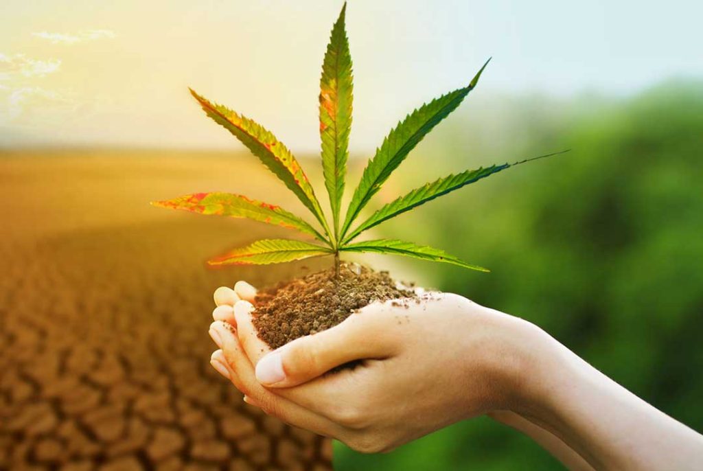 hemp and climate change